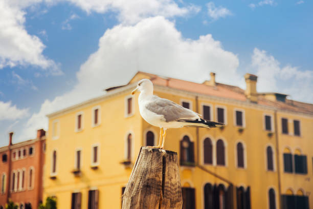Seagull portrait in Venice, Italy