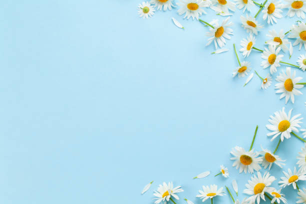 istock Chamomile garden flowers on blue background 1415586765