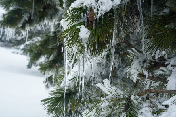 Snow-covered branches of pine trees with cones and icicles on mountain Ai-Petri. Crimea stock photo