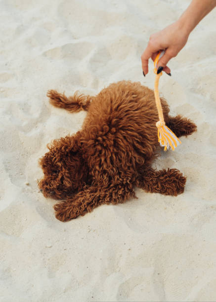 poodle de brinquedo engraçado se divertindo na areia, cão ruivo brincalhão ao ar livre - puppy dog toy outdoors - fotografias e filmes do acervo