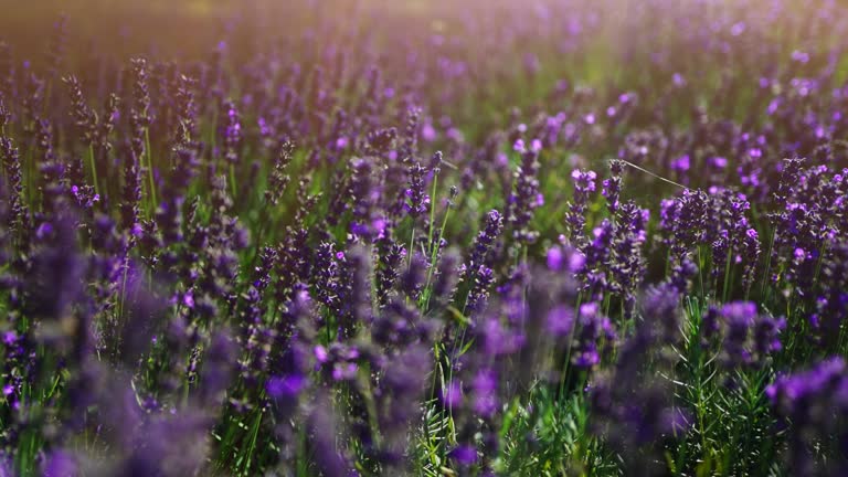 Lavender fields at sunset in the summer.