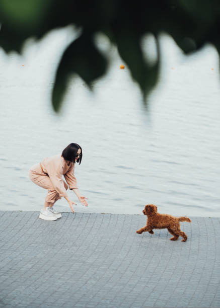 cadela ruiva cria poodle de brinquedo andando com mulher ao ar livre, dona feminina de quatro patas de estimação - puppy dog toy outdoors - fotografias e filmes do acervo