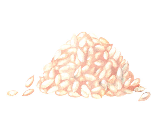 殻をむいたヒマワリの種の山。水彩画のイラスト。白い背景に分離されています。デザイン用 - sesame seed white isolated on white点のイラスト素材／クリップアート素材／マンガ素材／アイコン素材