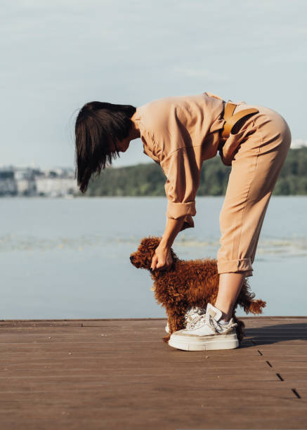 cadela ruiva cria poodle de brinquedo andando com mulher ao ar livre, dona feminina de quatro patas de estimação - puppy dog toy outdoors - fotografias e filmes do acervo