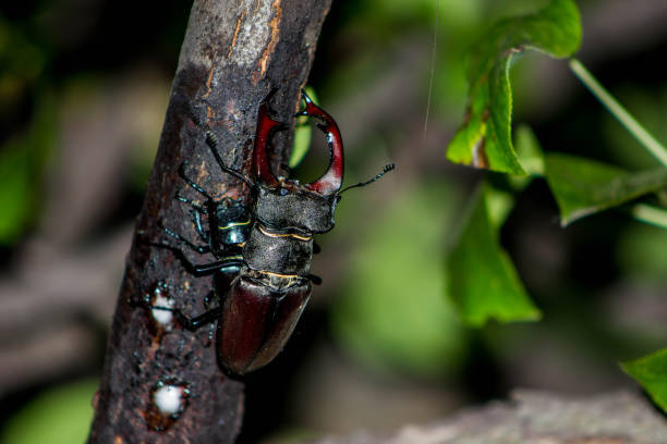 istock pair of stag beetles mate on tree, natural background with insect 1415592259