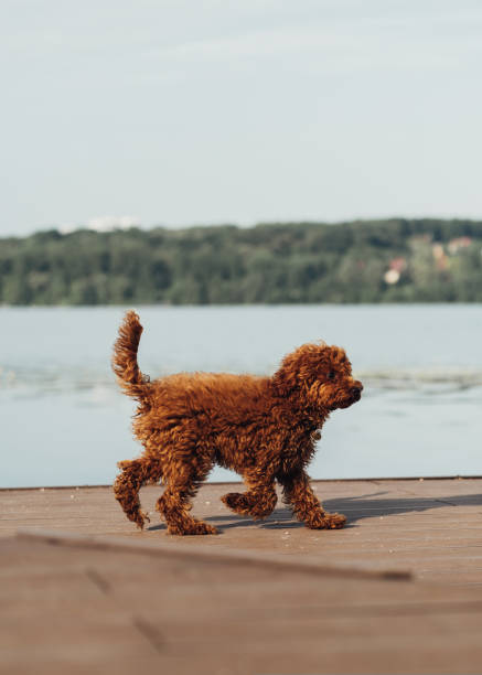 pequeno cão ruivo, toy poodle raça andando ao ar livre perto do lago da cidade - puppy dog toy outdoors - fotografias e filmes do acervo