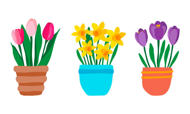 鉢植えの春の庭の花のセット。ピンクのチューリップ、紫のクロッカス、黄色の水仙。白い背景に隔離されたかわいい手描きのカラフルな鉢植え。フラットスタイルのベクターイラスト - daffodil flower yellow vase点のイラスト素材／クリップアート素材／マンガ素材／アイコン素材
