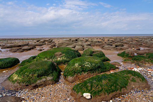 Low tide reveals seaweed covered rocks on Hunstanton beach.