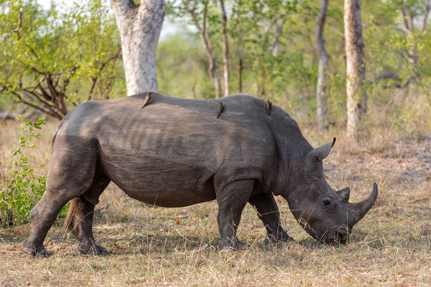 istock White rhino walking in  in Sabi Sands Game Reserve 1415594205