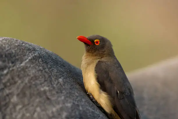 Red-billed oxpecker sitting on a white rhinoceros in a Game Reserve, part of the Greater Kruger Region, in South Africa