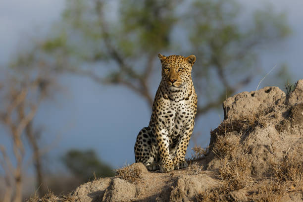 Leopard on a termite hill in Sabi Sands Game Reserve stock photo