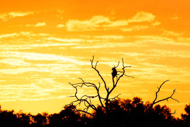 baboon male. Silhouette of a baboon in a tree at sunrise in Mashatu Game Reserve in the Tuli Block in Botswana