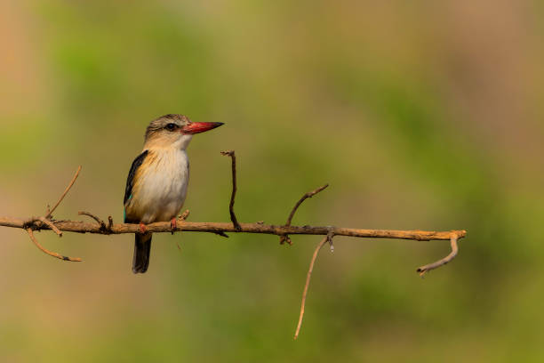 istock Brown hooded Kingfisher 1415594465