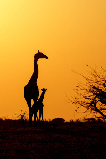 istock giraffe silhouette in Mashatu Game Reserve 1415594487
