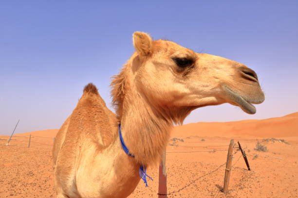 Witness a unique scene as a camel stands on a road in the stunning Dubai desert, capturing the essence of the region’s wild beauty and charm.
