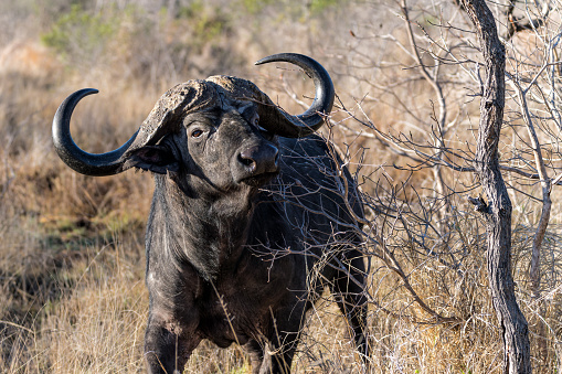 Portrait of a Buffalo bull standing in Kruger National Park in South Africa