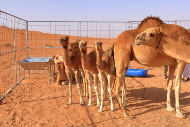 istock A camel with her three calfs in the desert in Oman 1415594734