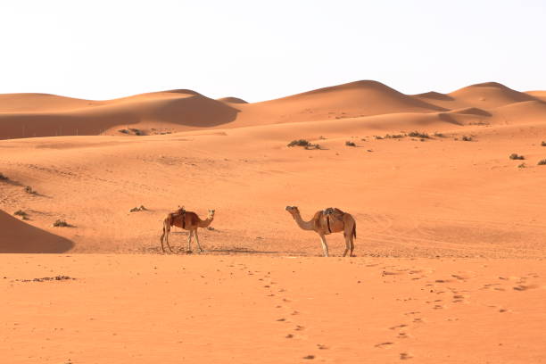 bild von kamelen in der wüste wahiba oman - liwa desert stock-fotos und bilder
