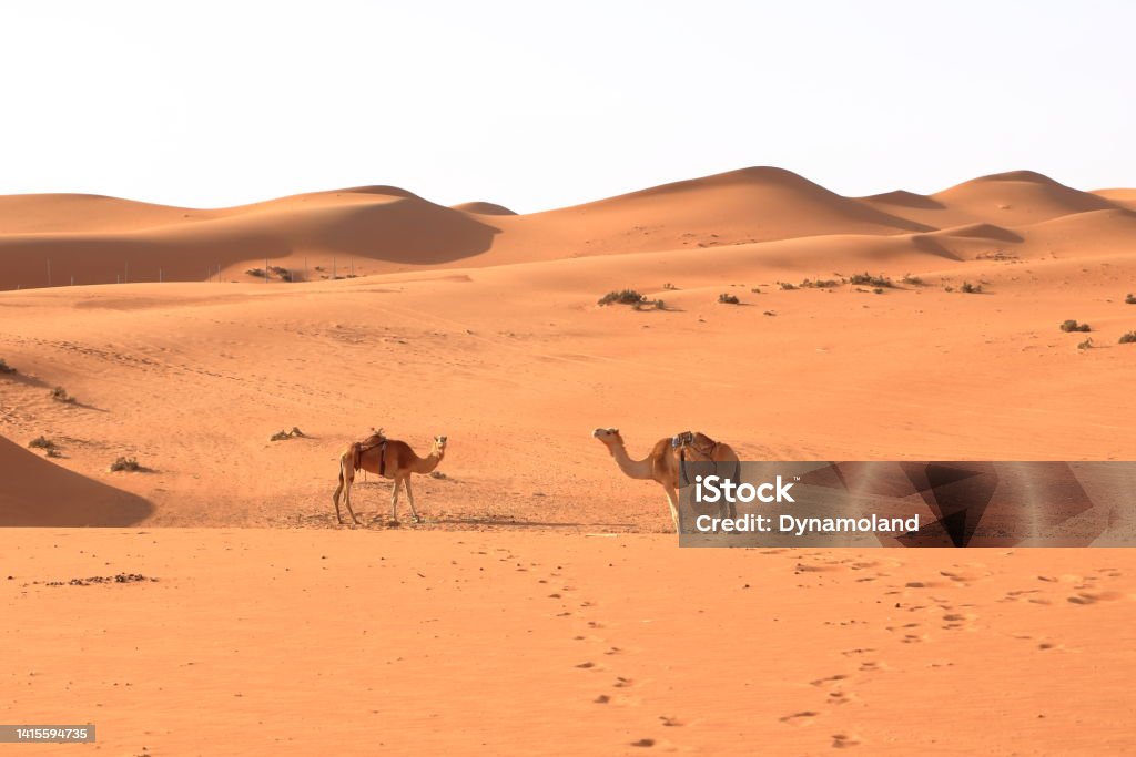 Image of camels in desert Wahiba Oman Image of camels in desert Wahiba in Oman Oman Stock Photo