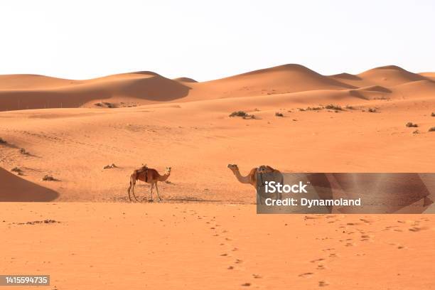 Image Of Camels In Desert Wahiba Oman Stock Photo - Download Image Now - Oman, Sand Dune, Middle East