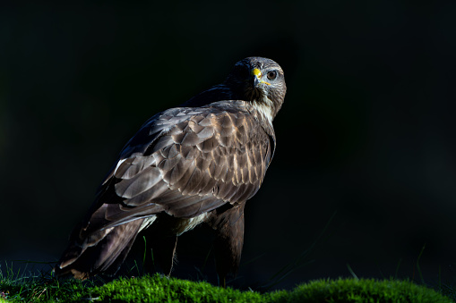 Common Buzzard (Buteo buteo) sitting in the forest of Noord Brabant in the Netherlands. Black background