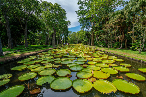 Beautiful fresh green leaves on the water in the botanical garden in Mauritius - Africa