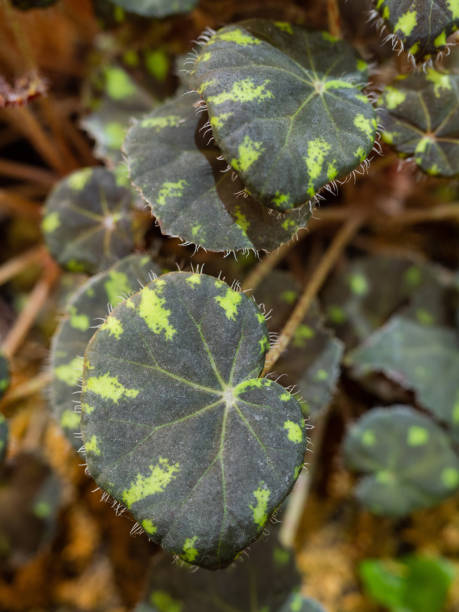 gros plan sur les plantes tropicales - spotted natural pattern herb flower photos et images de collection