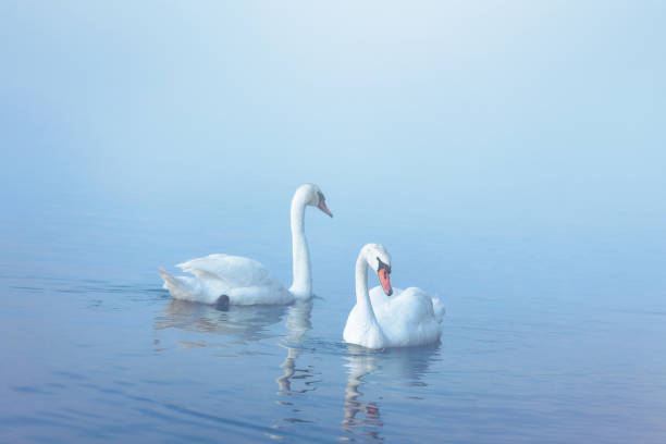 Swans on the lake
