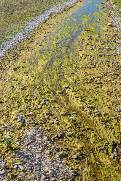 istock Almost  dry river bank with green moss 1415597126