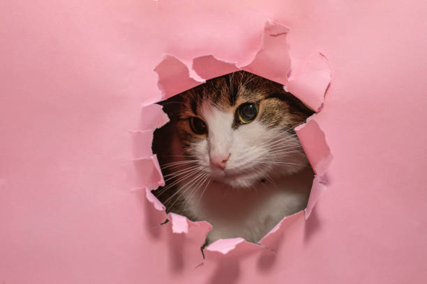 istock Sad cat looking thru torn pink paper hole, 1415597142