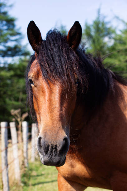 istock HORSE IN THE FIELD LOOKING AT THE CAMERA 1415598604