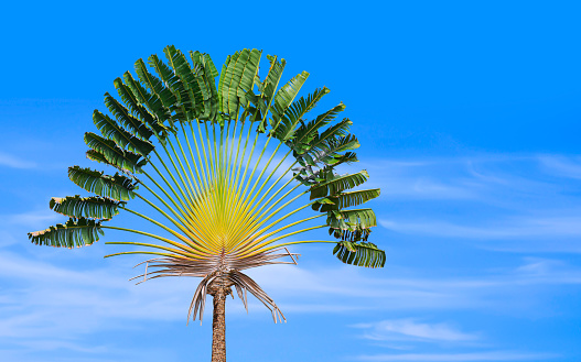 Beautiful Traveler's palm tree (Ravenala madagascariensis) is growing with blurred blue sky background