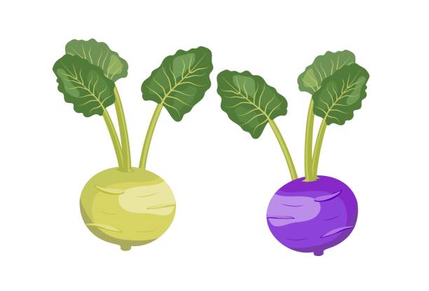 illustrazioni stock, clip art, cartoni animati e icone di tendenza di cavolo rapa verde e viola con foglie, illustrazione vettoriale di stile piatto isolata su priorità bassa bianca - kohlrabi turnip kohlrabies cabbage