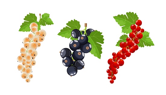 Black, red and white currant bunches with leaves, vector illustration isolated on white background