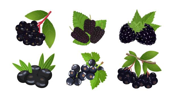 ilustrações, clipart, desenhos animados e ícones de black berries definido: amora, groselha, ancião, açaí, amora e chokeberry. ilustração de vetor isolada em fundo branco - blackberry fruit mulberry isolated