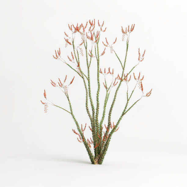 3d illustration of Fouquieria splendens tree isolated on white bachground 3d illustration of Fouquieria splendens tree isolated on white bachground ocotillo cactus stock pictures, royalty-free photos & images