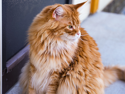 A close-up shot of ginger Maine Coon cat sitting on a porch and looking away.