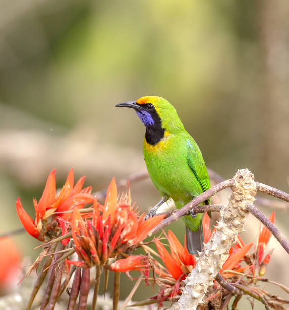 istock Golden-fronted leafbird is a species of leafbird. 1415603823