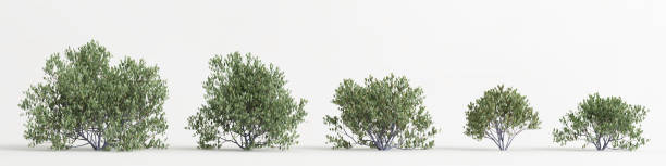 istock 3d illustration of set simmondsia chinensis tree isolated on white bachground 1415604067