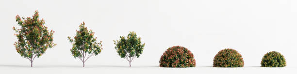 istock 3d illustration of set acmena smithii allyn magic bush isolated on white bachground 1415604833