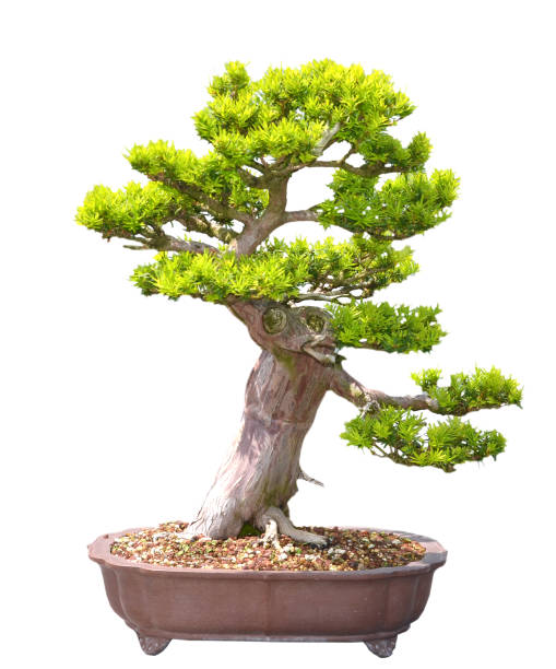 pine bonsai tree stock photo