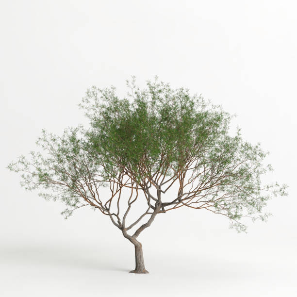 istock 3d illustration of Prosopis chilensis tree isolated on white bachground 1415605318