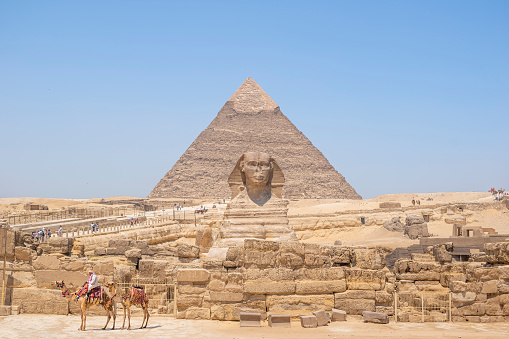 Camel in front of the Great Pyramid of Giza