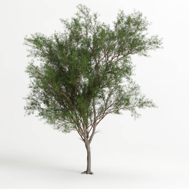 istock 3d illustration of Prosopis chilensis tree isolated on white bachground 1415605642
