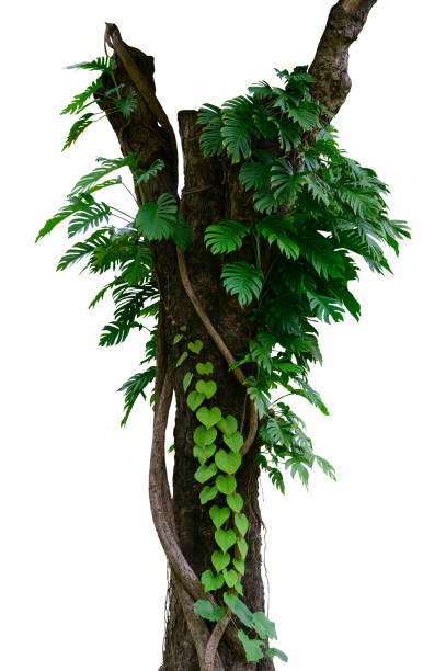 istock green tree nature isolated on white background,clipping path included. 1415605699