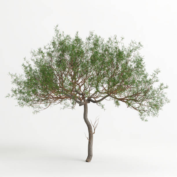 istock 3d illustration of Prosopis chilensis tree isolated on white bachground 1415606919