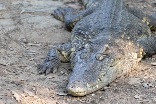 istock A closeup crocodile lay on the floor. 1415607147