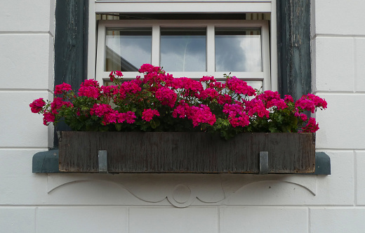 Old fashioned geraniums in front of an old building. Magenta pelargoniums in a planter in front of a window in an old white wall. Location: Uelsen, Lower Saxony, Germany