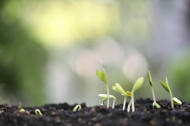 istock Small young green pumpkin growing 1415608935