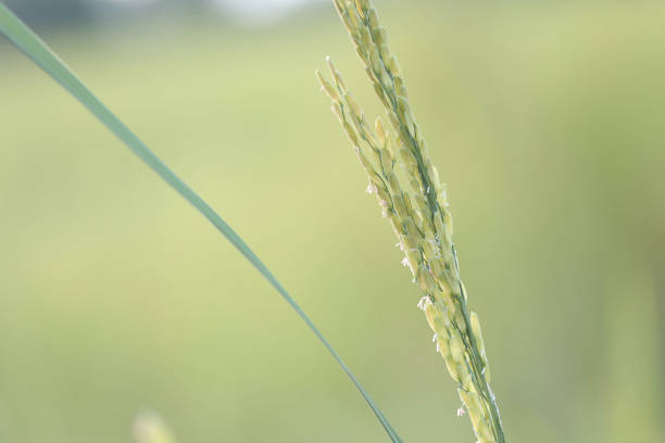 Rice Green leaves close up under sunlight